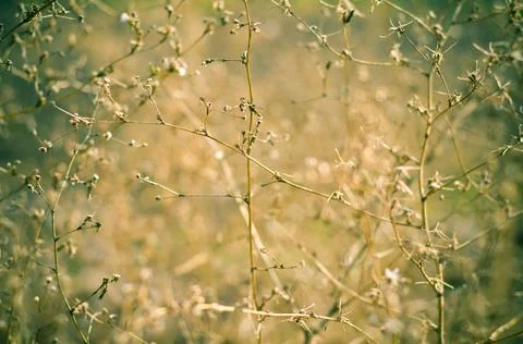 Dry plants Stock Photos