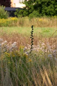 Dry plants Stock Photos
