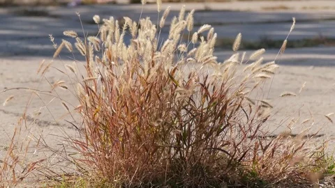 Dry plants on roadside Stock Footage 81448069