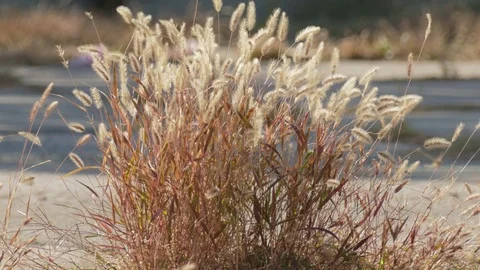 Dry plants on roadside Stock Footage 81448160