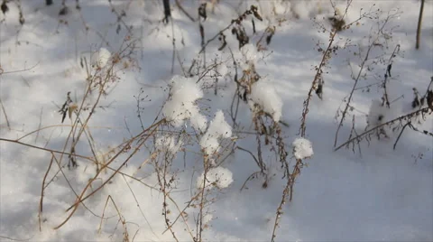 Dry plants in snow Stock Footage 67802801
