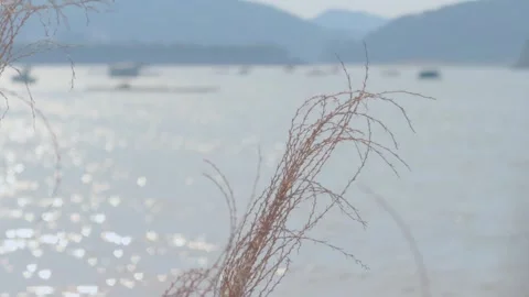 Dry plants swaying on the beach with glittering sea sparkling in the background  Stock Footage 340968291