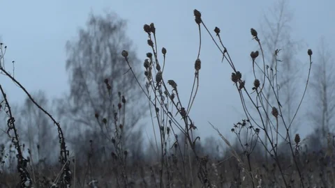 Dry plants in a wind Stock Footage 122505577