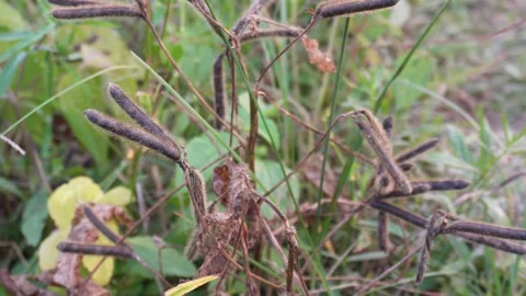 Dry pods urad dal Stockbeeldmateriaal 332557391