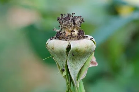 Dry pollen roses on tree Stock Photos