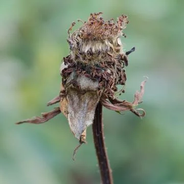 Dry pollen roses on tree Stock Photos