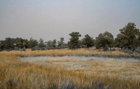 The dry pond Stock Photos