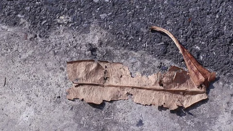 Dry pong-pong tree leaf fallen on the street moving in the wind Stock Footage 128926226