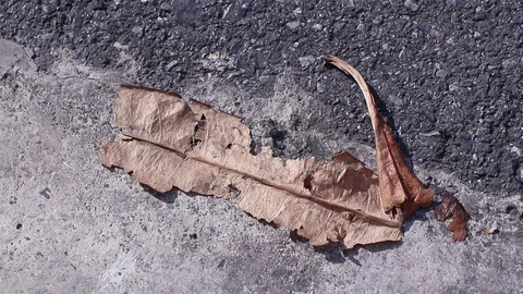 Dry pong-pong tree leaf fallen on the street blowing in the wind Stock Footage 128926743