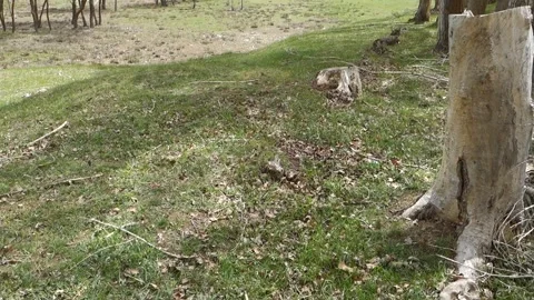 Dry poplar tree, dry tree stump, dry tree with roots, 動画素材 191094778
