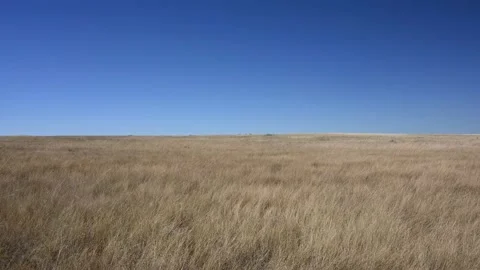 Dry prairie grass is blowing in waves under a clear blue sky.  Stock Footage 231229064