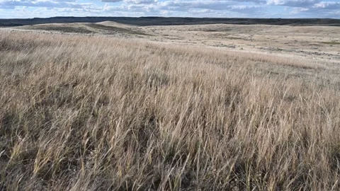 Dry prairie ranch grass blowing in the wind with distant hills and cloudy sky. Stock Footage 303660413