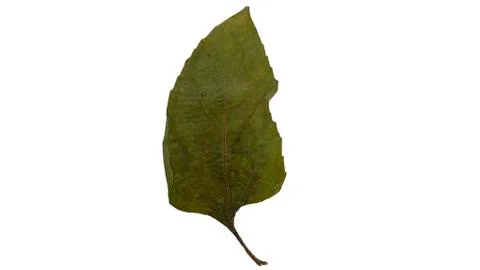 Dry pressed leaf isolated on white background Stock Photos