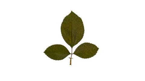 Dry pressed leaf isolated on white background Stock Photos