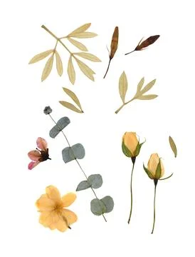 Dry pressed yellow rose buds eucalyptus and dry leaves isolated on white Stock Illustration