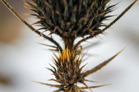 Dry prickly herb burdock in winter Stock Photos