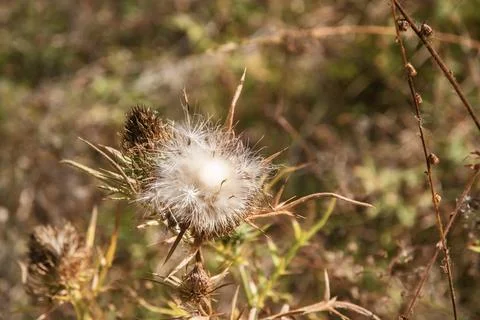 Dry prickly thistle Stock Photos