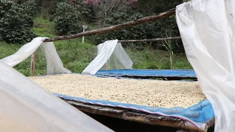 Dry process coffee with the sun. 스톡 동영상 157397452