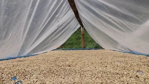 Dry process coffee with the sun. Video stock 157397462