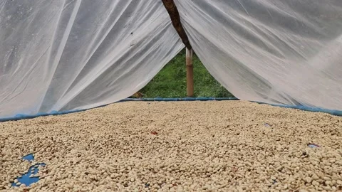 Dry process coffee with the sun. Stock Footage 157397464
