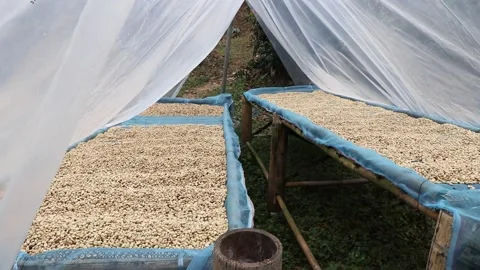 Dry process coffee with the sun. 스톡 동영상 157397495