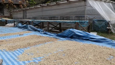 Dry process coffee with the sun. 스톡 동영상 157397498