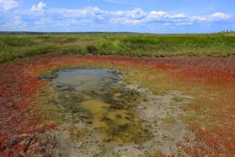 Dry puddle in steppe Stock Photos