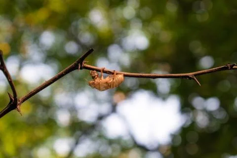 Dry pupa of cicada close up Stockfoto's