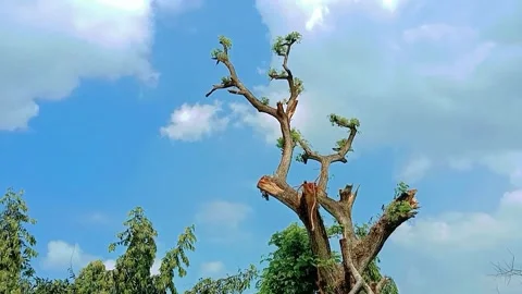 Dry rain tree with a blue sky background with white clouds Stock Footage 311692526