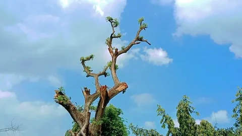 Dry rain tree with a blue sky background with white clouds Stock Footage 311692533