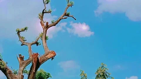 Dry rain tree without leaves with a blue sky background with white clouds Video stock 311692525