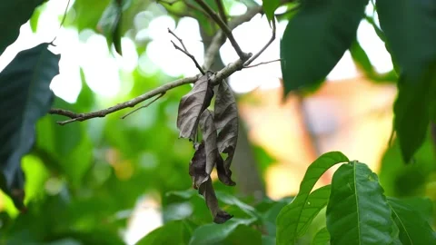 Dry rambutan leaves hanging on tree Stock Footage 163337649