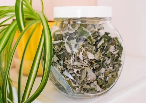 Dry raspberry leaves and branches in a transparent jar. Nearby is a houseplant Stock Photos