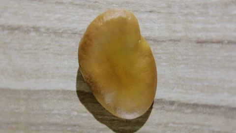 Dry raw broad beans macro shot Rotating Turning Stock Footage 126081013