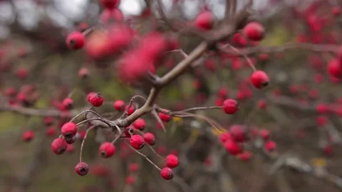 Dry red berries on leafless tree in autumn forest close up Vídeo Stock 69853065
