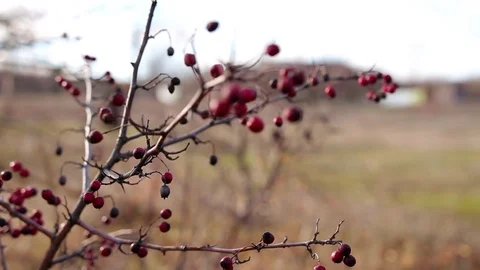 Dry red berries on leafless tree in autumn field close up on sunny day Vídeo Stock 79078871