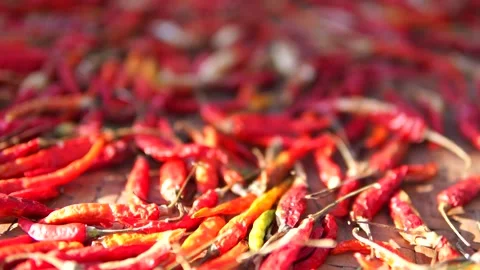 Dry Red Chili Peppers Drying Under Sunlight Close Up Stock Footage 338028352
