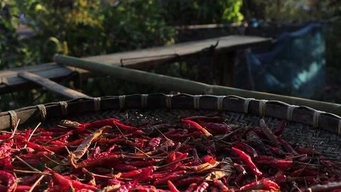 Dry Red Chili Peppers Drying Under Sunlight . Stock Footage 338363193