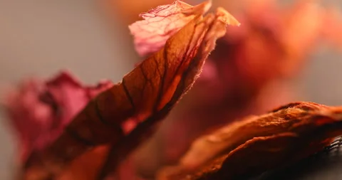 Dry Red Hibiscus Flower Studio shot Stock Footage 327345966