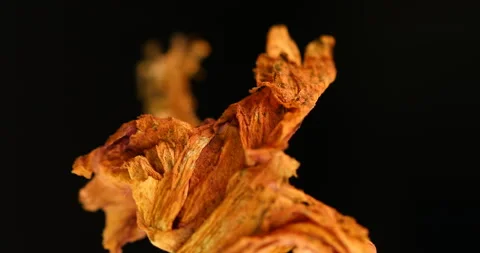 Dry Red Hibiscus Flower Studio shot Video stock 327346069