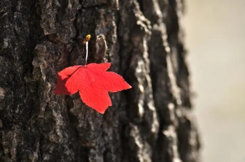 Dry red leaf stuck on a tree trunk Stock Photos