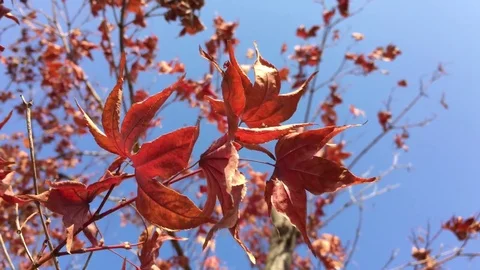 Dry red leaves on branches and blue sky in winter. Stock Footage 84650167