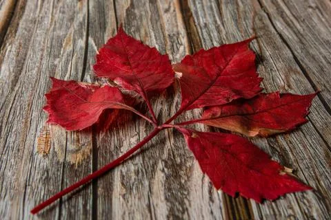 A dry, red maple leaf in autumn, resting on a natural wooden surface Stock Photos