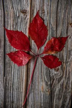 A dry, red maple leaf in autumn, resting on a natural wooden surface Stock Photos
