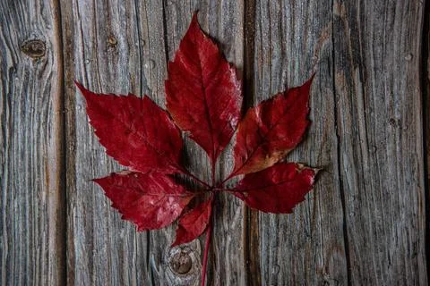 A dry, red maple leaf in autumn, resting on a natural wooden surface Stock Photos