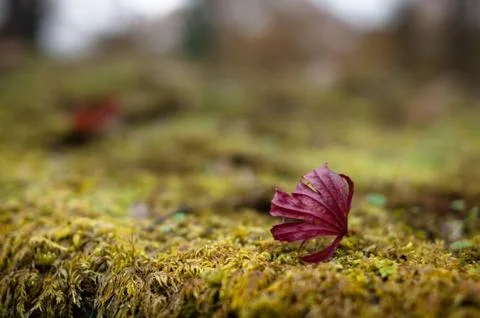 Dry Red Maple Leaf on Moss Stock Photos