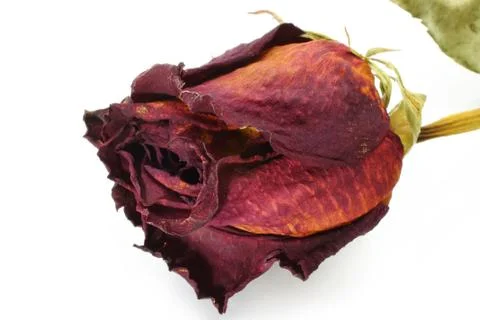 Dry red rose close-up Stock Photos