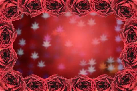 Dry red rose frame on blur bokeh background Stock Photos