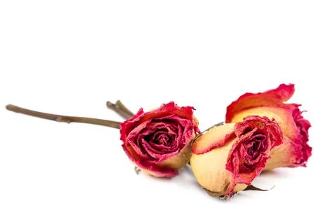 Dry red rose on white background. Stock Photos