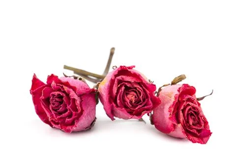 Dry red rose on white background. Stock Photos